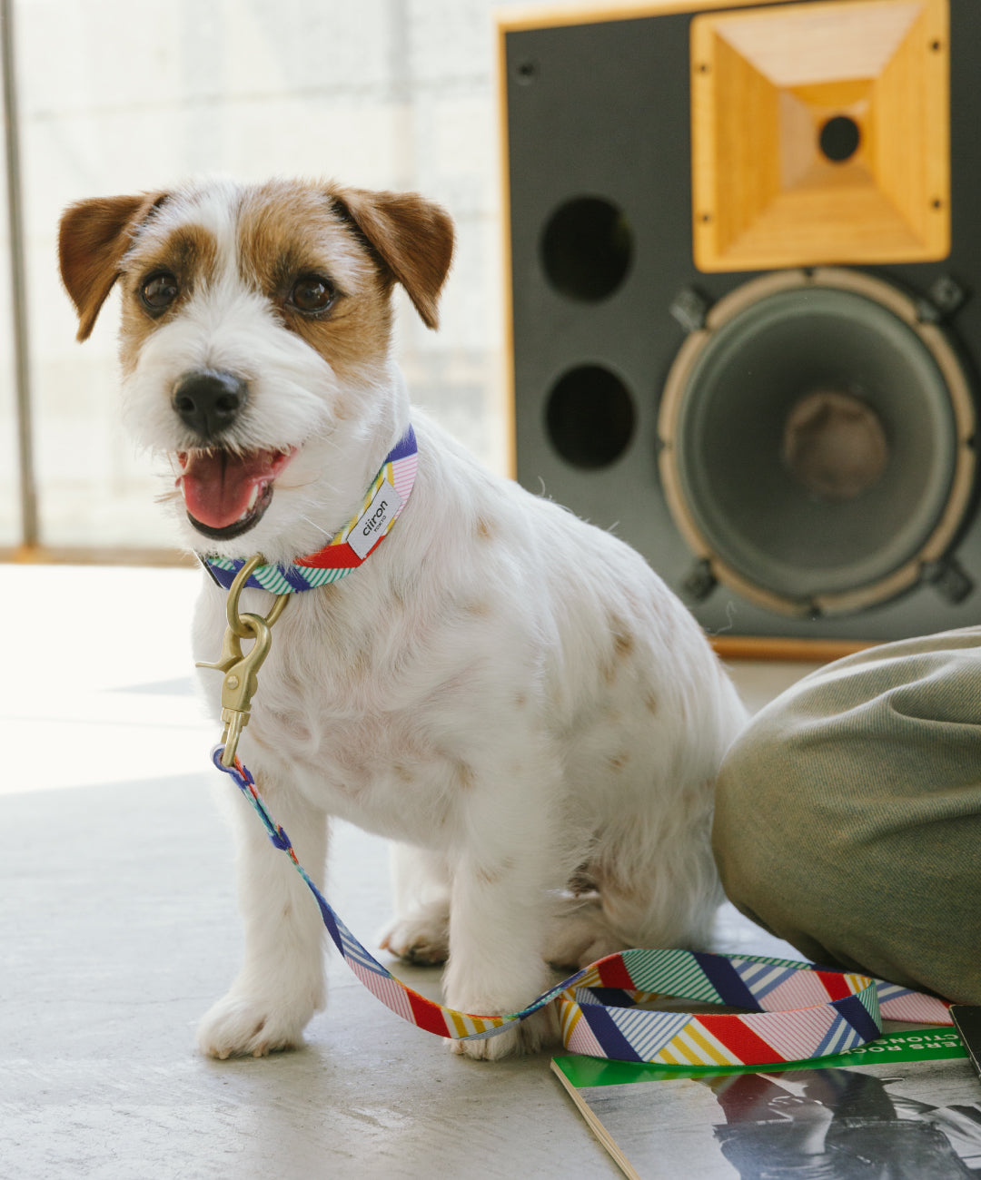 Daisy_collar_leash_122dc073-