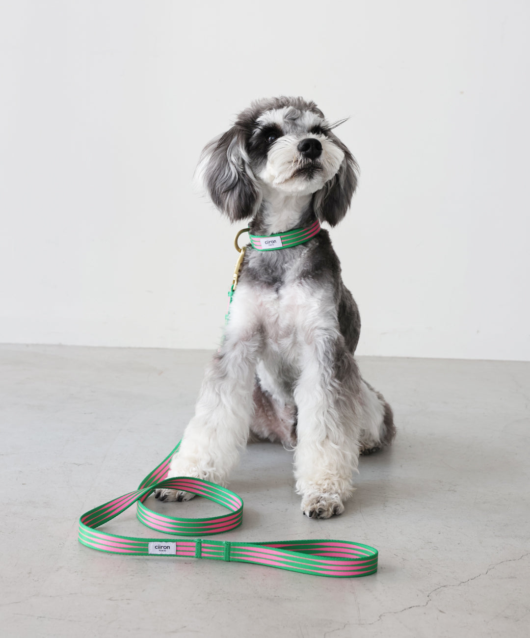 犬 絵画 ブルテリア 版画 シルクスクリーン アノラ・スペンス