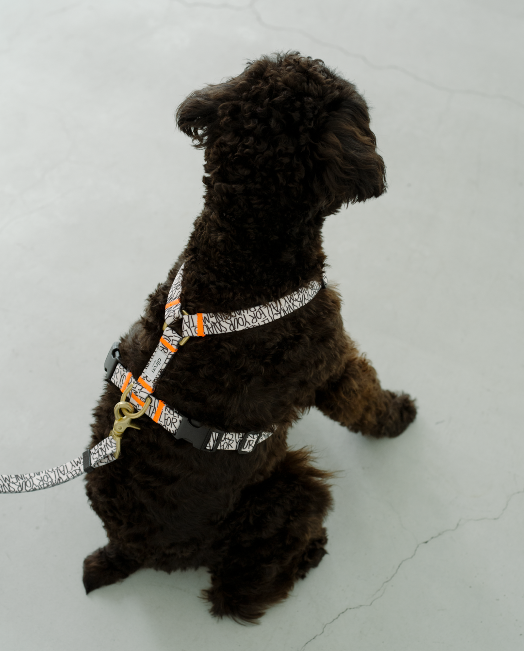 ハーネス TBH – ciiron tokyo