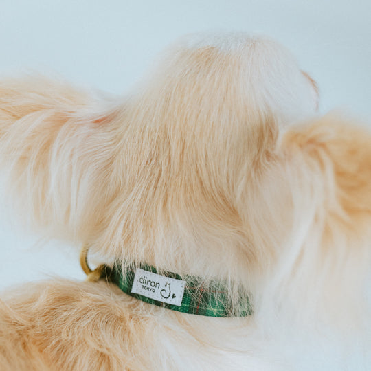 首輪 / Collar Collection