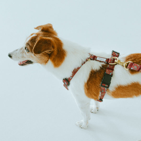 ハーネス/ Harness Collection