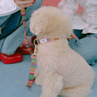 首輪 AMY 再入荷！ – ciiron tokyo