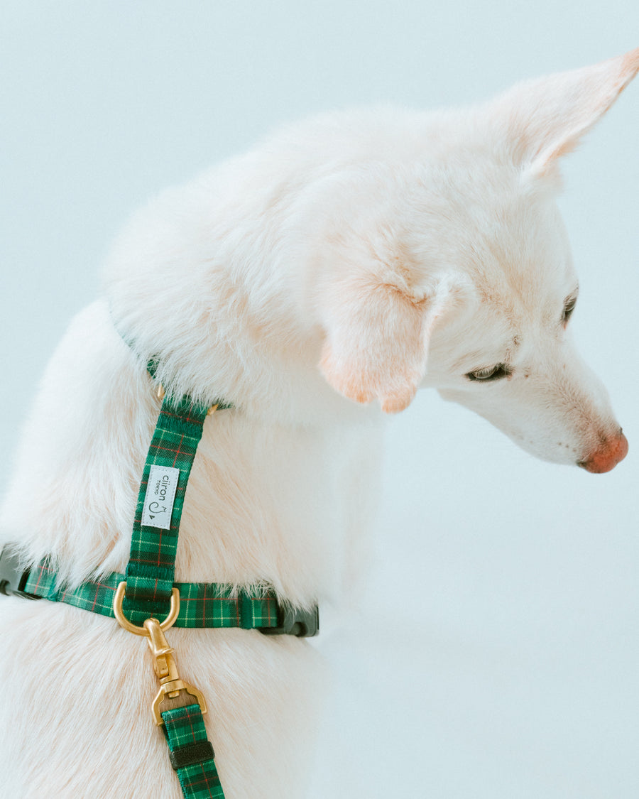 ハーネス GG（FUMI NIKAIDO × ciiron TOKYO Re:)　11/7発売