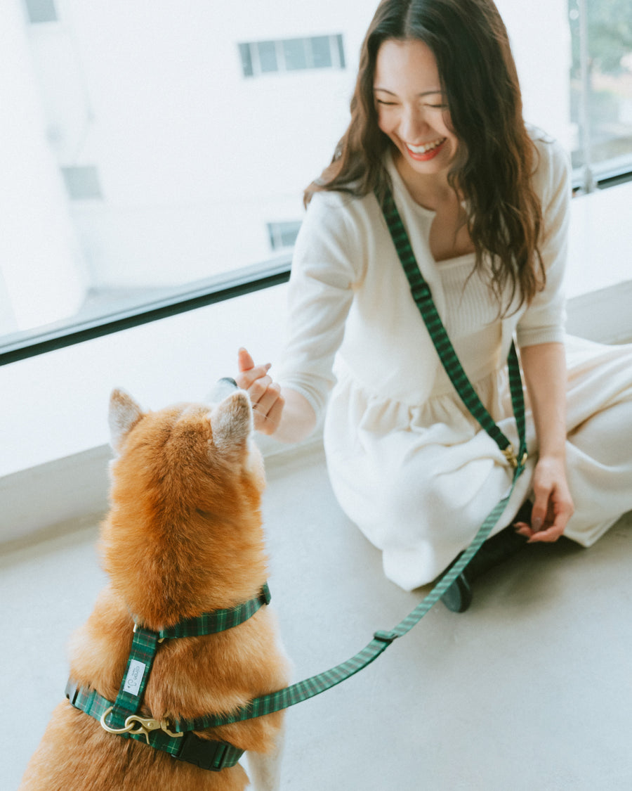 ハーネス GG（FUMI NIKAIDO × ciiron TOKYO Re:)　11/7発売