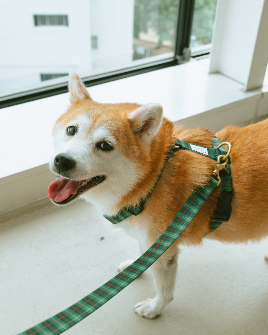 ハーネス GG（FUMI NIKAIDO × ciiron TOKYO Re:)　11/7発売