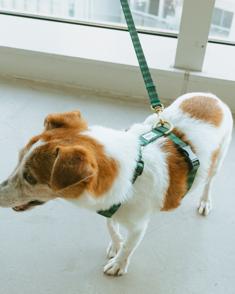 ハーネス GG（FUMI NIKAIDO × ciiron TOKYO Re:)　11/7発売