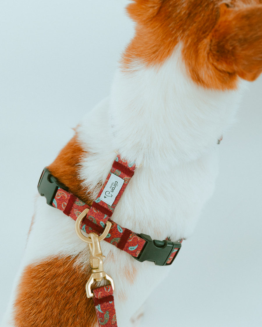 ハーネス ZOY（FUMI NIKAIDO × ciiron TOKYO Re:)　11/7発売