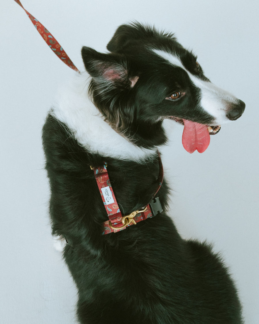 ハーネス ZOY（FUMI NIKAIDO × ciiron TOKYO Re:)　11/7発売