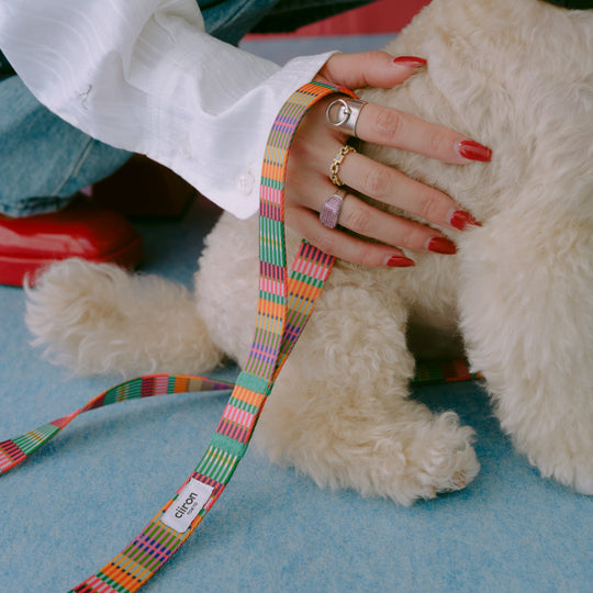 リード/ Leashes Collection