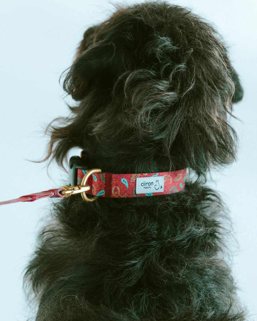 首輪 ZOY（FUMI NIKAIDO × ciiron TOKYO Re:)　11/7発売