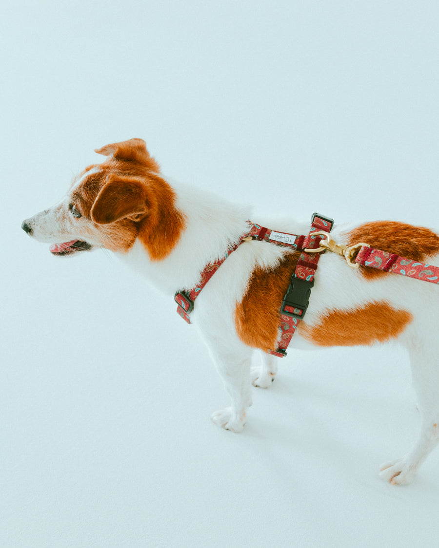 ハーネス ZOY（FUMI NIKAIDO × ciiron TOKYO Re:)　11/7発売