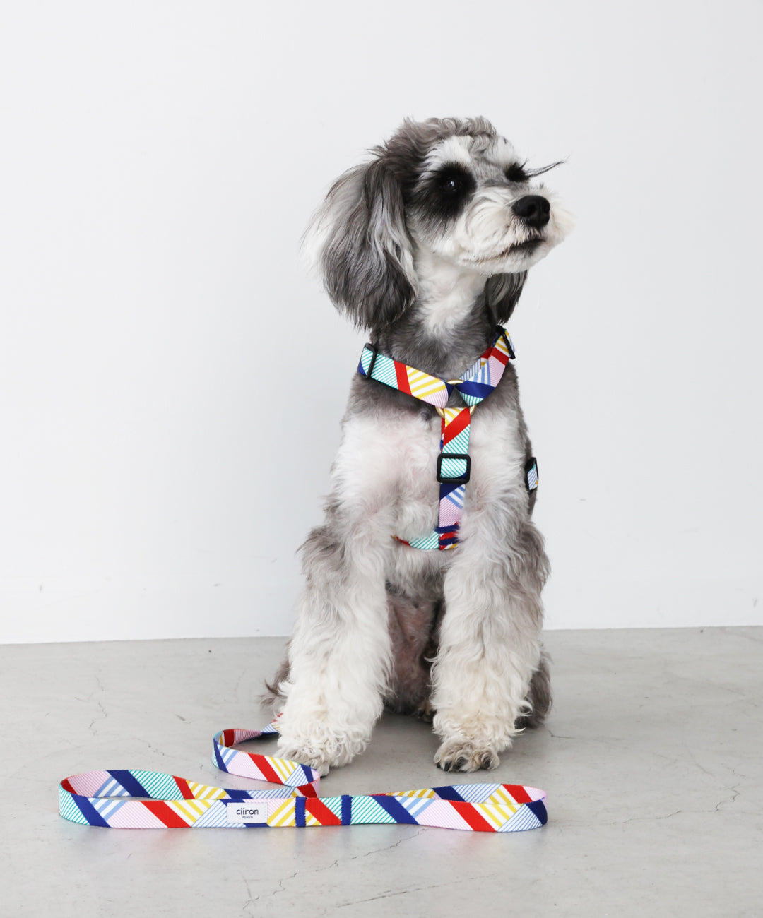 ハーネス Daisy – ciiron tokyo