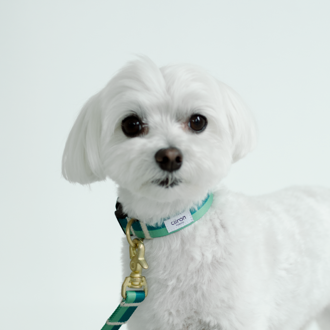 Moss15mm_collar_4100x.png?v=