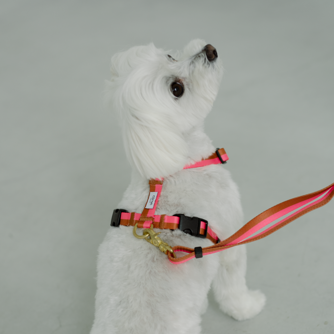 cirron 緑・ピンク ストライプ ハーネス ハーネス Polygon – ciiron tokyo